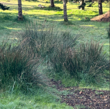 DIY St. Brigid’s Cross Kit – Celebrate Imbolc & Irish Tradition